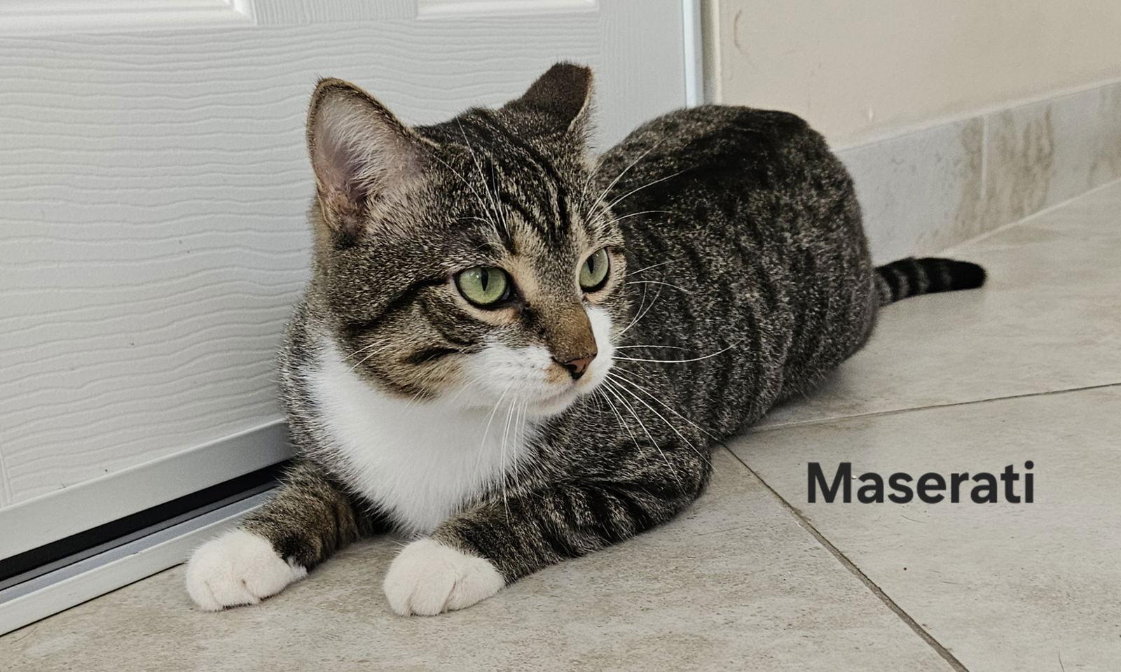Maserati, Adoptable, Adult Male Domestic Short Hair & Tabby.