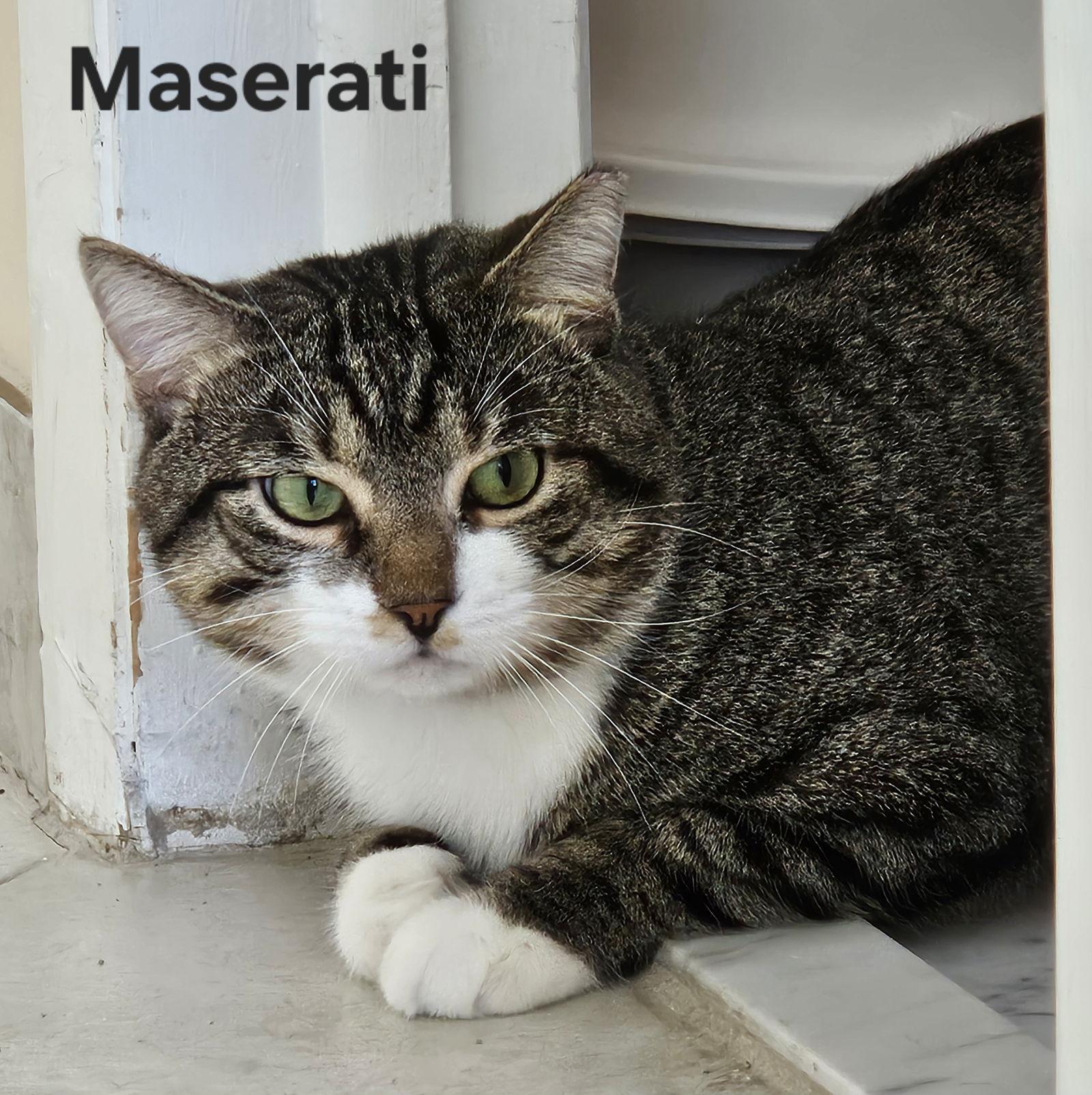 Enlarge Maserati, a Adoptable mixed breed in Oakland Park, FL image 2/3