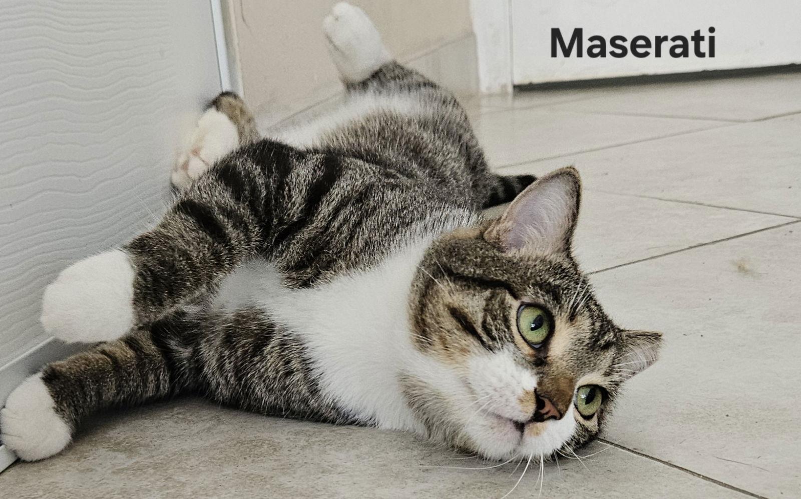 Enlarge Maserati, a Adoptable mixed breed in Oakland Park, FL image 3/3