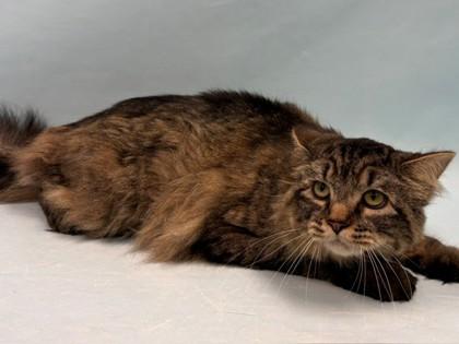 Enlarge Blue, a Adoptable Domestic Medium Hair in Coon Rapids, MN image 1/1