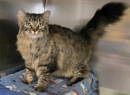 Enlarge Blue, a Adoptable Domestic Medium Hair in Coon Rapids, MN image 2/3
