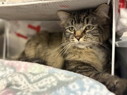 Enlarge Blue, a Adoptable Domestic Medium Hair in Coon Rapids, MN image 3/3