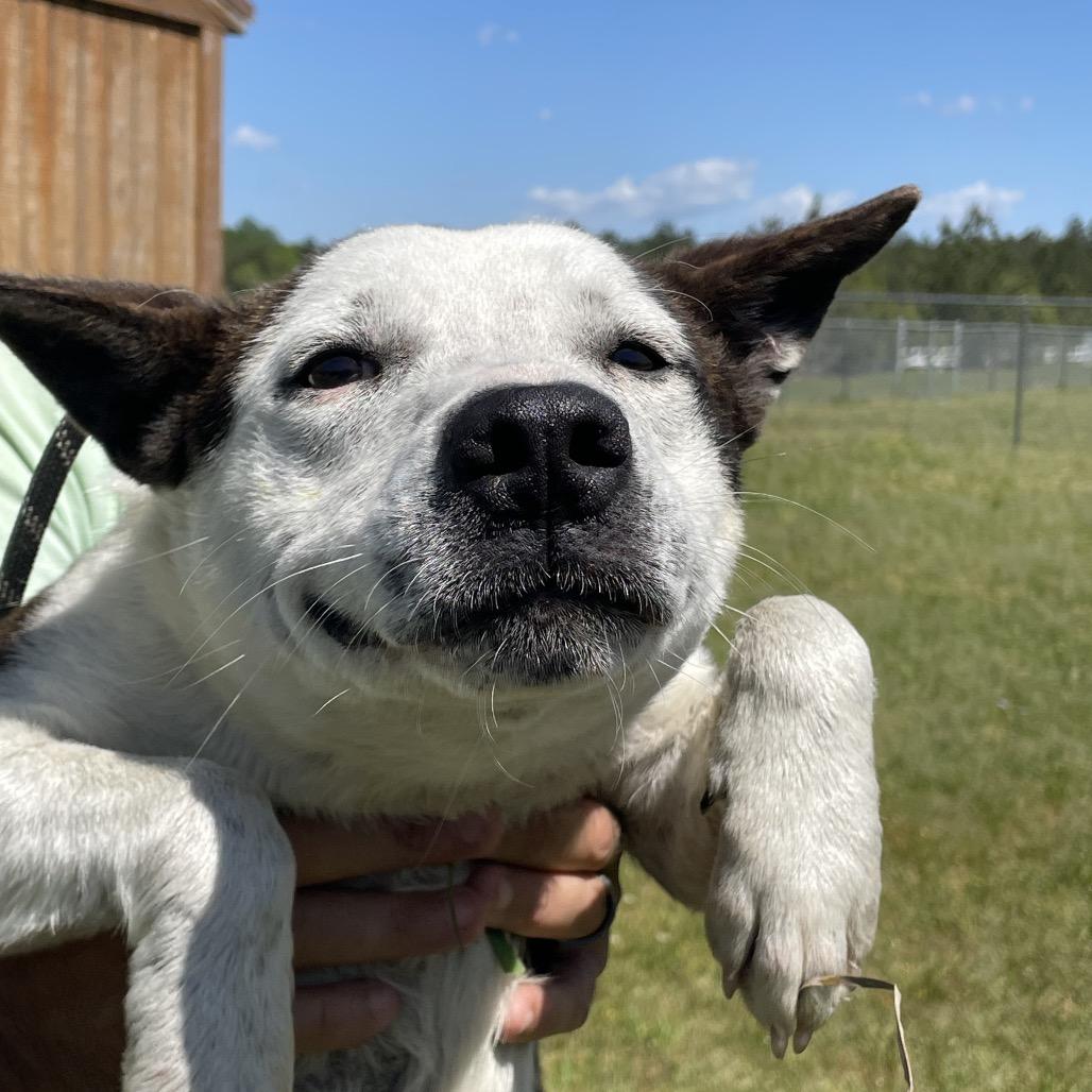 Pancake, an adoptable Cattle Dog in Hattiesburg, MS_image-1