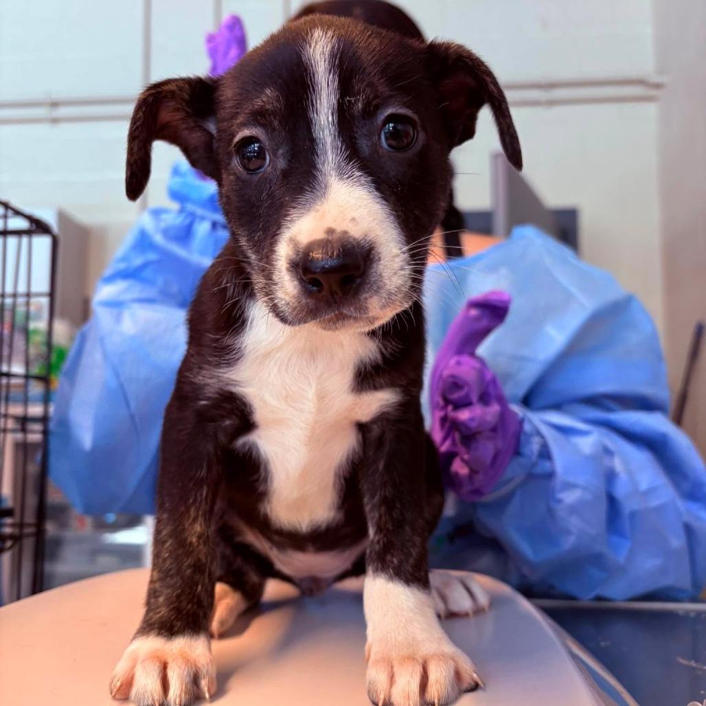 Bambina, Adoptable, Puppy Female Mixed Breed.