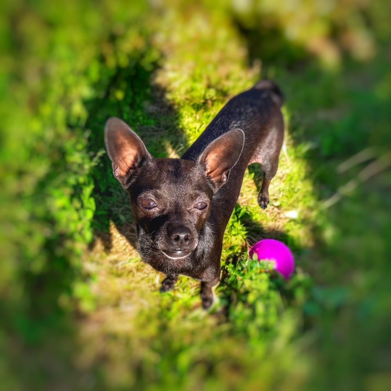 Enlarge Duckie, a ADOPTABLE mixed breed in Gilbert, AZ image 4/4
