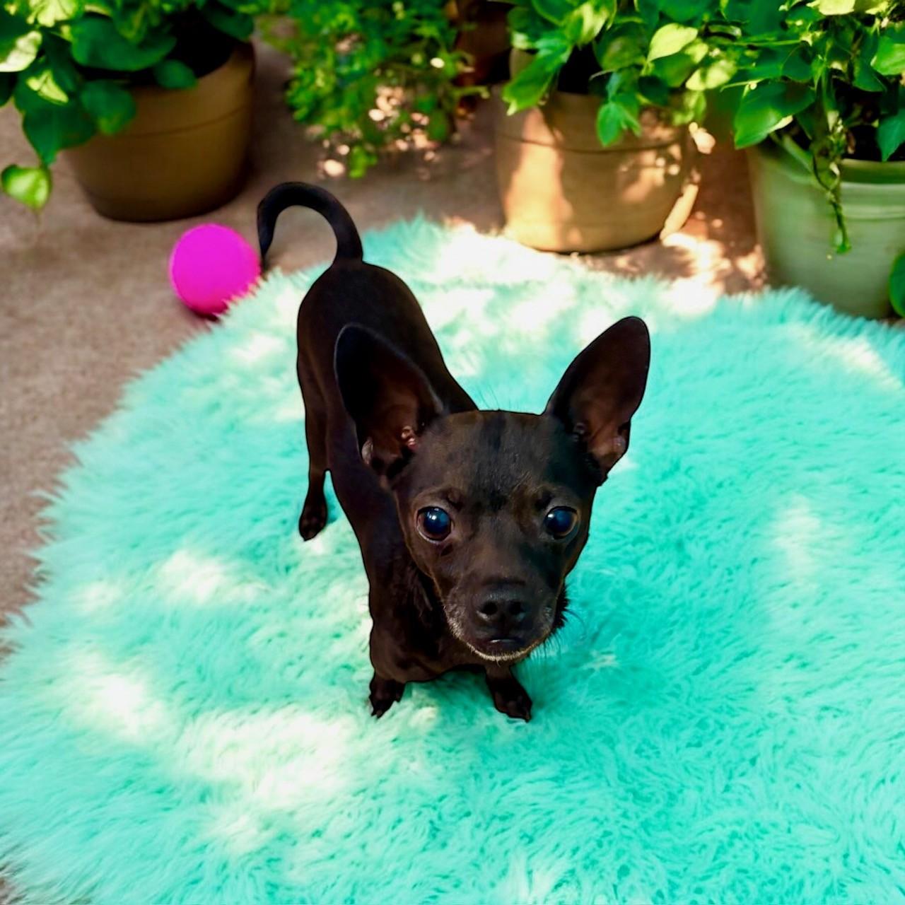 Duckie, ADOPTABLE, Adult Male Chihuahua.