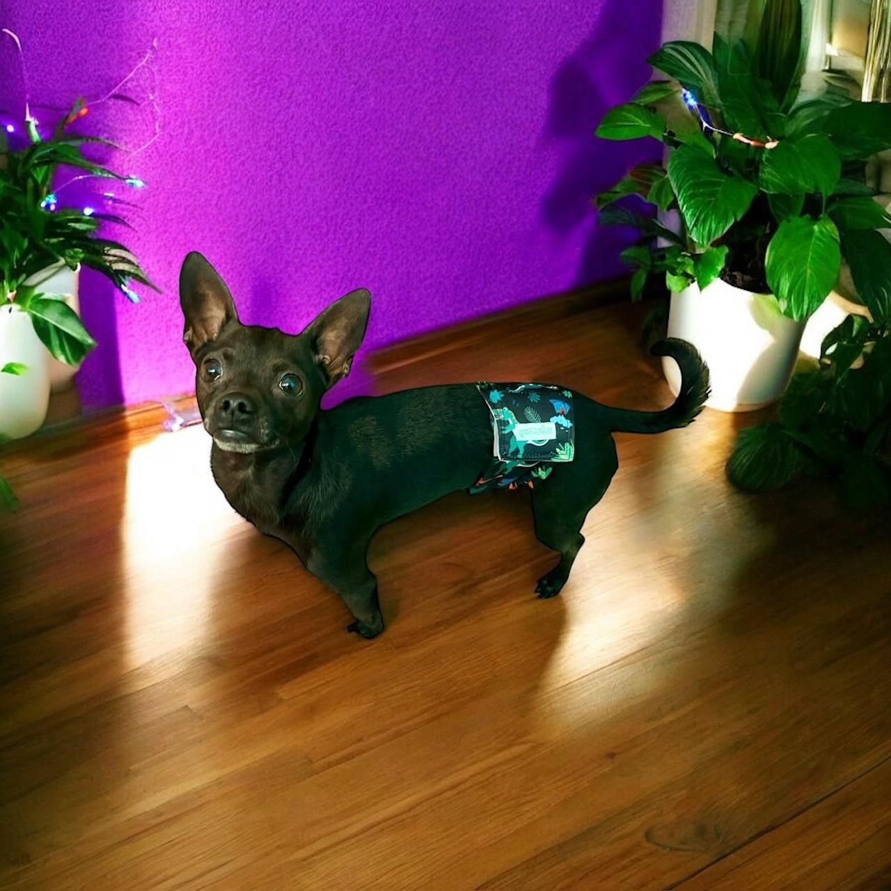 Enlarge Duckie, a ADOPTABLE mixed breed in Gilbert, AZ image 3/4