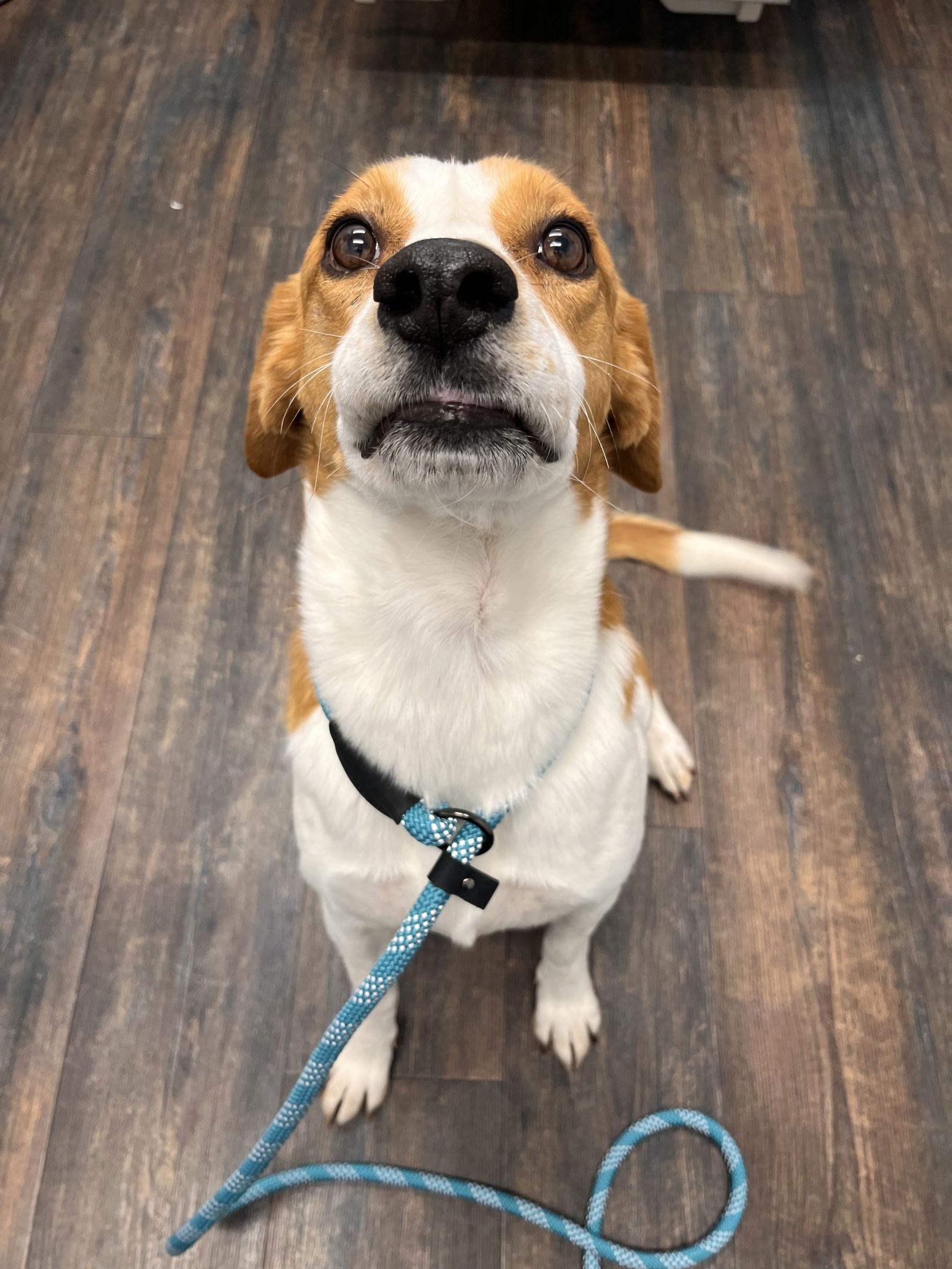 Philip, Adoptable, Adult Male Hound.