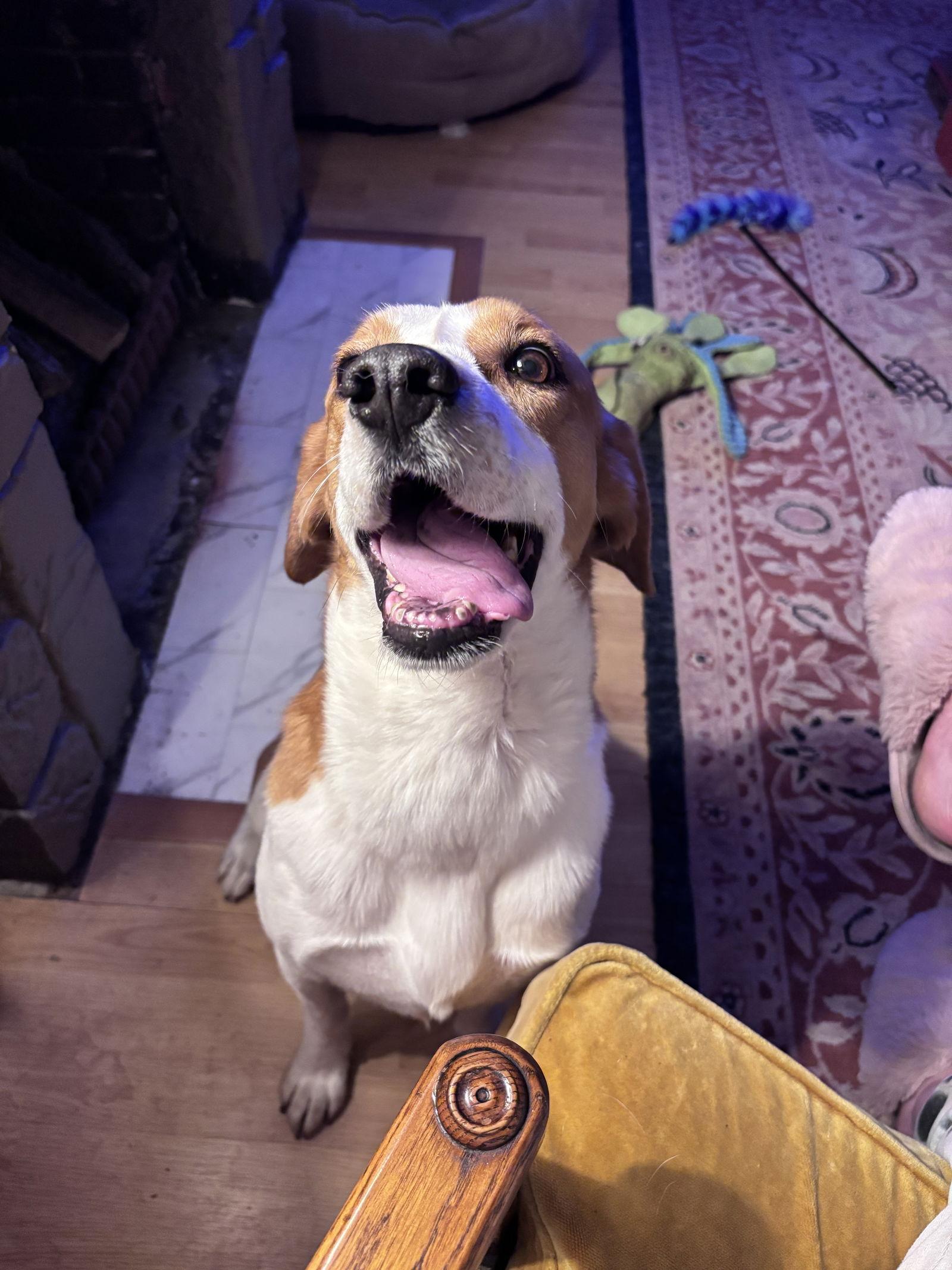 Enlarge Philip, a Adoptable Hound in Saint Augustine, FL image 2/3