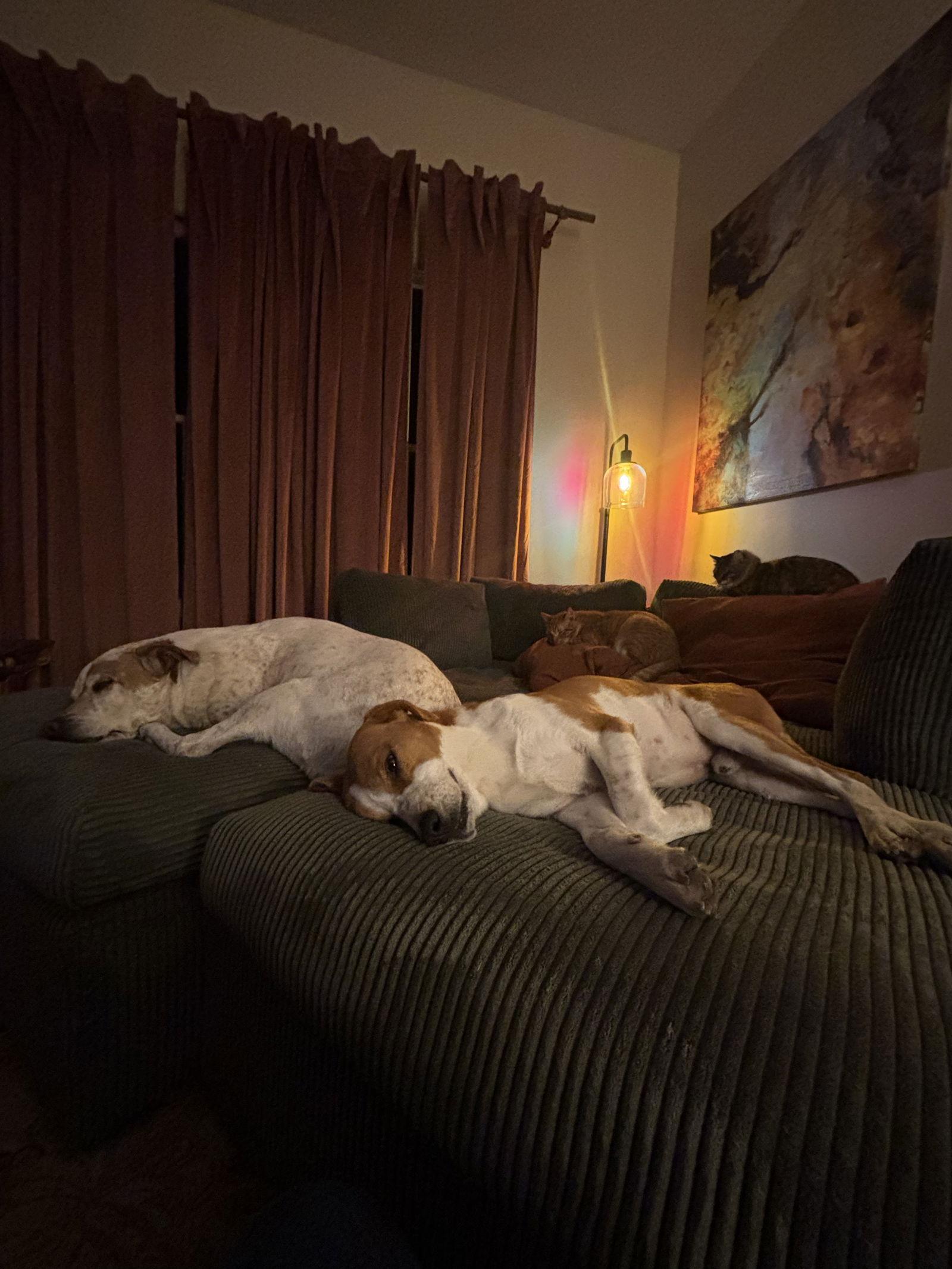 Enlarge Philip, a Adoptable Hound in Saint Augustine, FL image 3/3