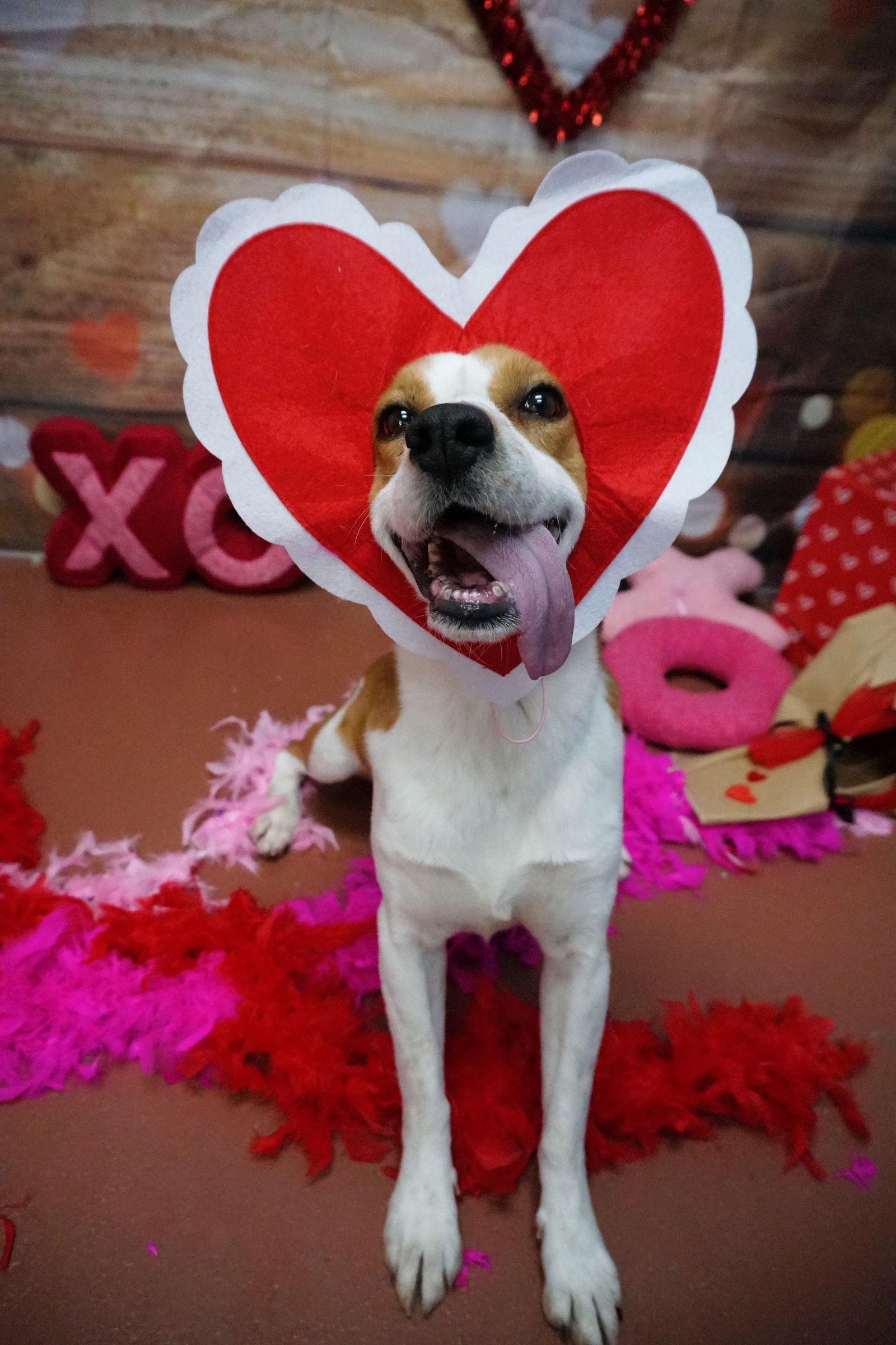 Philip, a Adoptable Hound in Saint Augustine, FL image 3/3