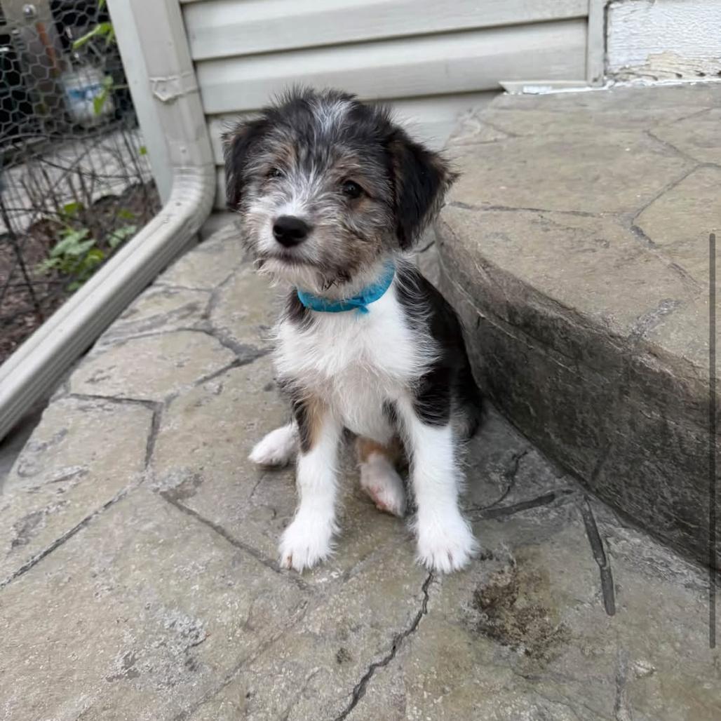 Bubbles, Adoptable, Puppy Male Terrier & Mixed Breed.
