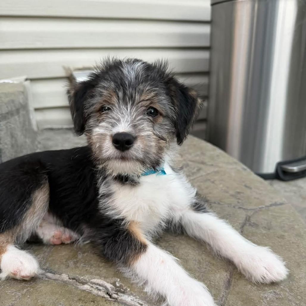 Enlarge Bubbles, a Adoptable mixed breed in Joliet, IL image 2/3