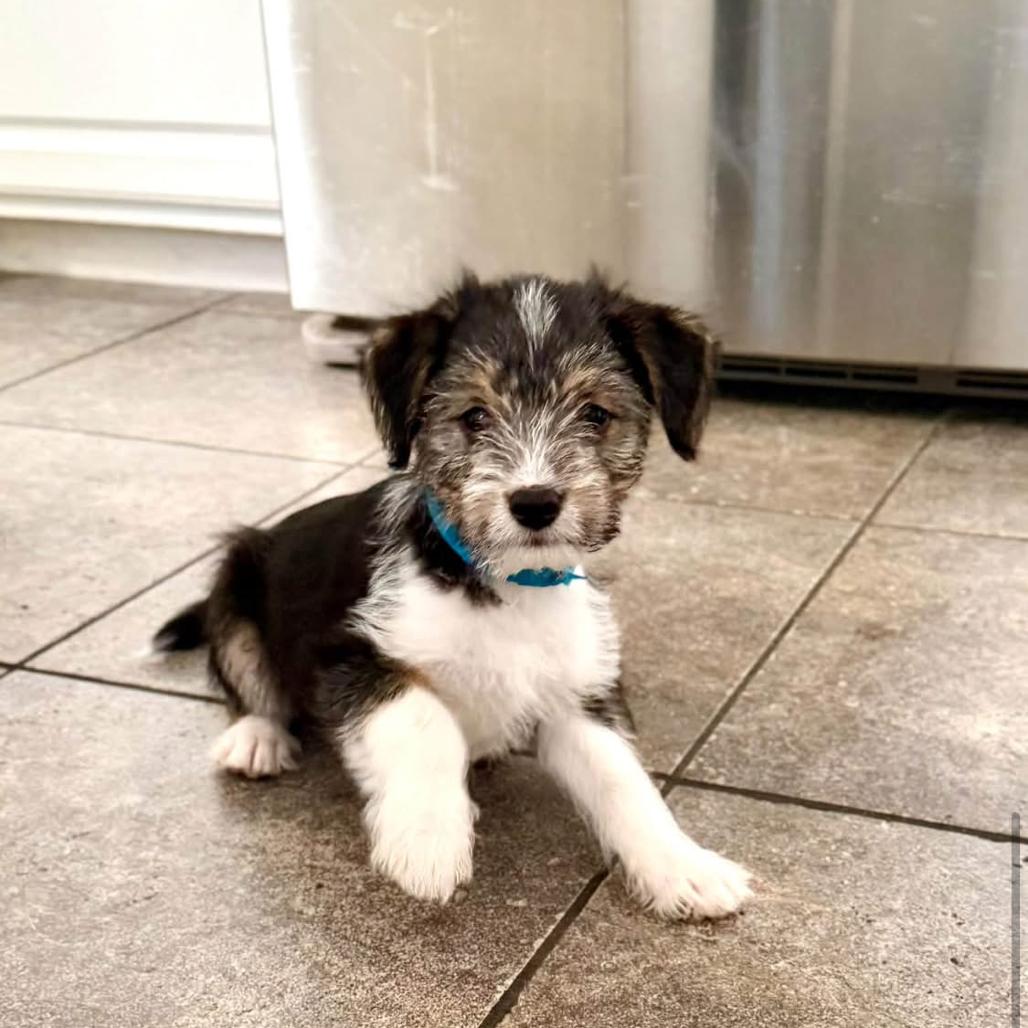 Enlarge Bubbles, a Adoptable mixed breed in Joliet, IL image 3/3