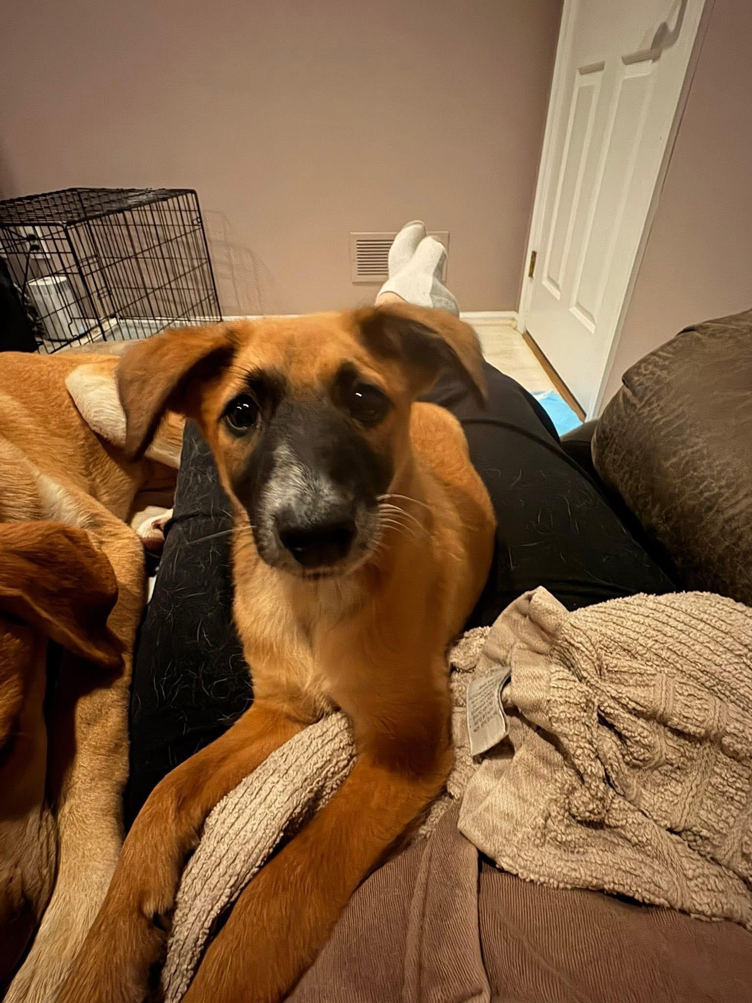 Sandi, an adopted Labrador Retriever in Eatontown, NJ image 6/6