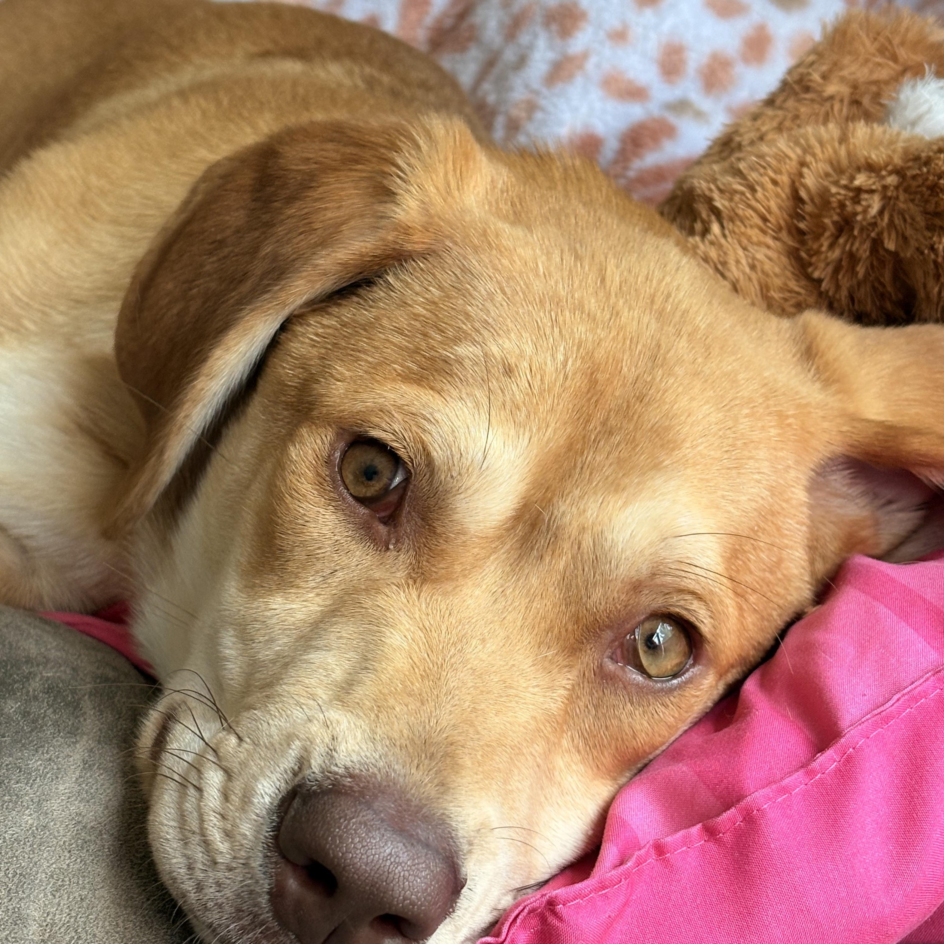 Sandi, an adopted Labrador Retriever in Eatontown, NJ image 3/6
