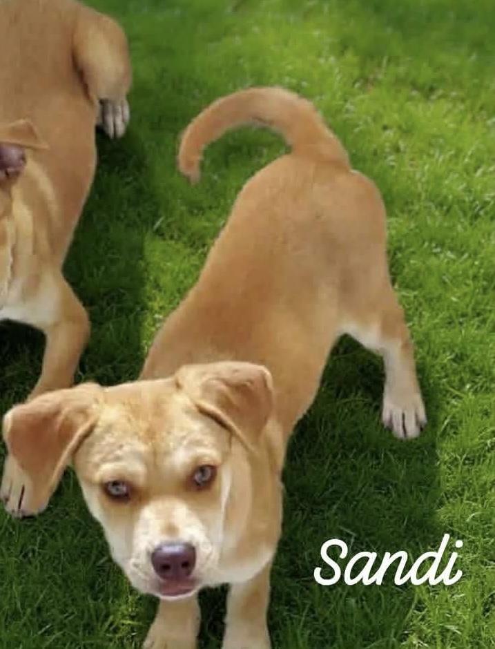 Enlarge Sandi, a ADOPTABLE Labrador Retriever in Eatontown, NJ image 2/2
