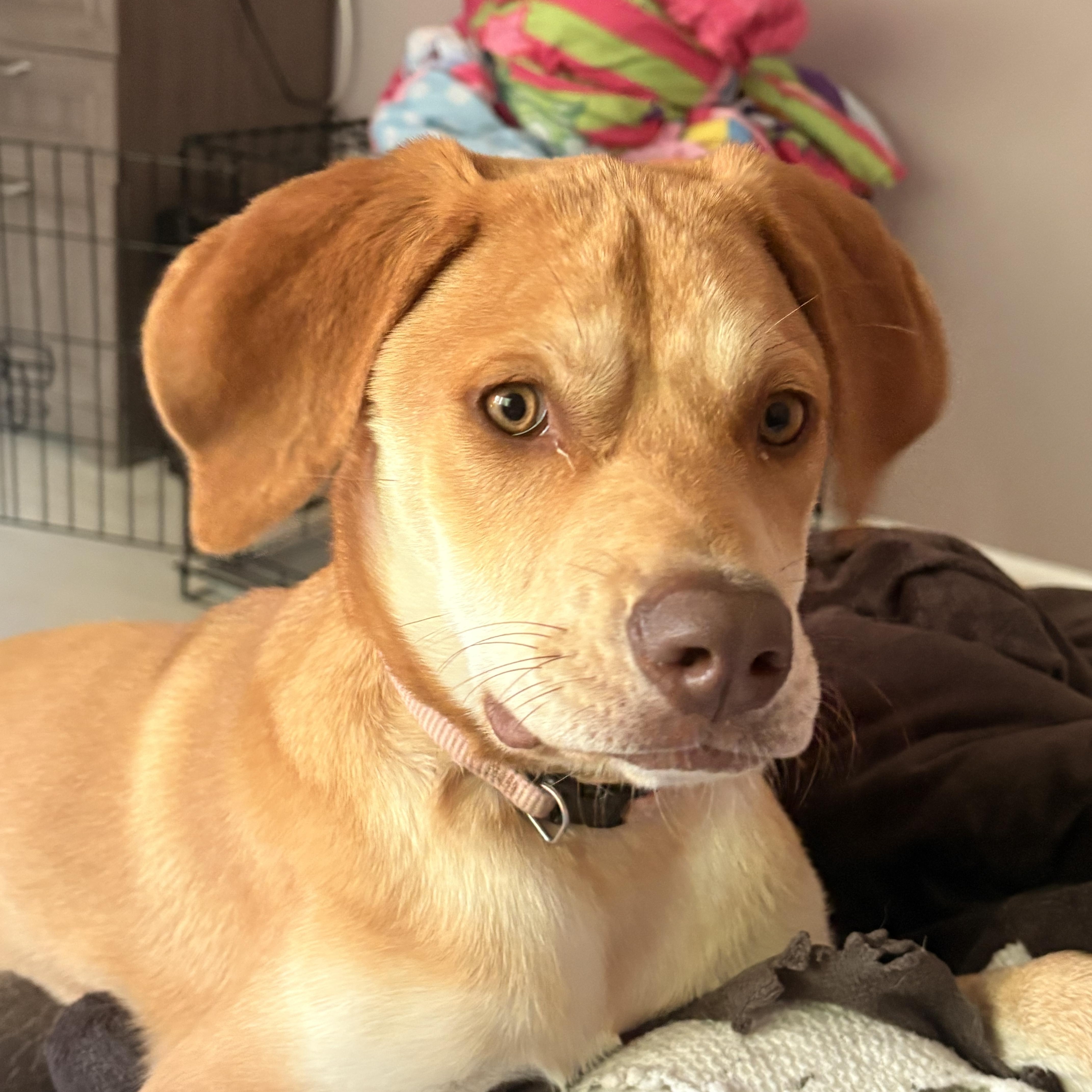 Sandi, adopted, Puppy Female Labrador Retriever.