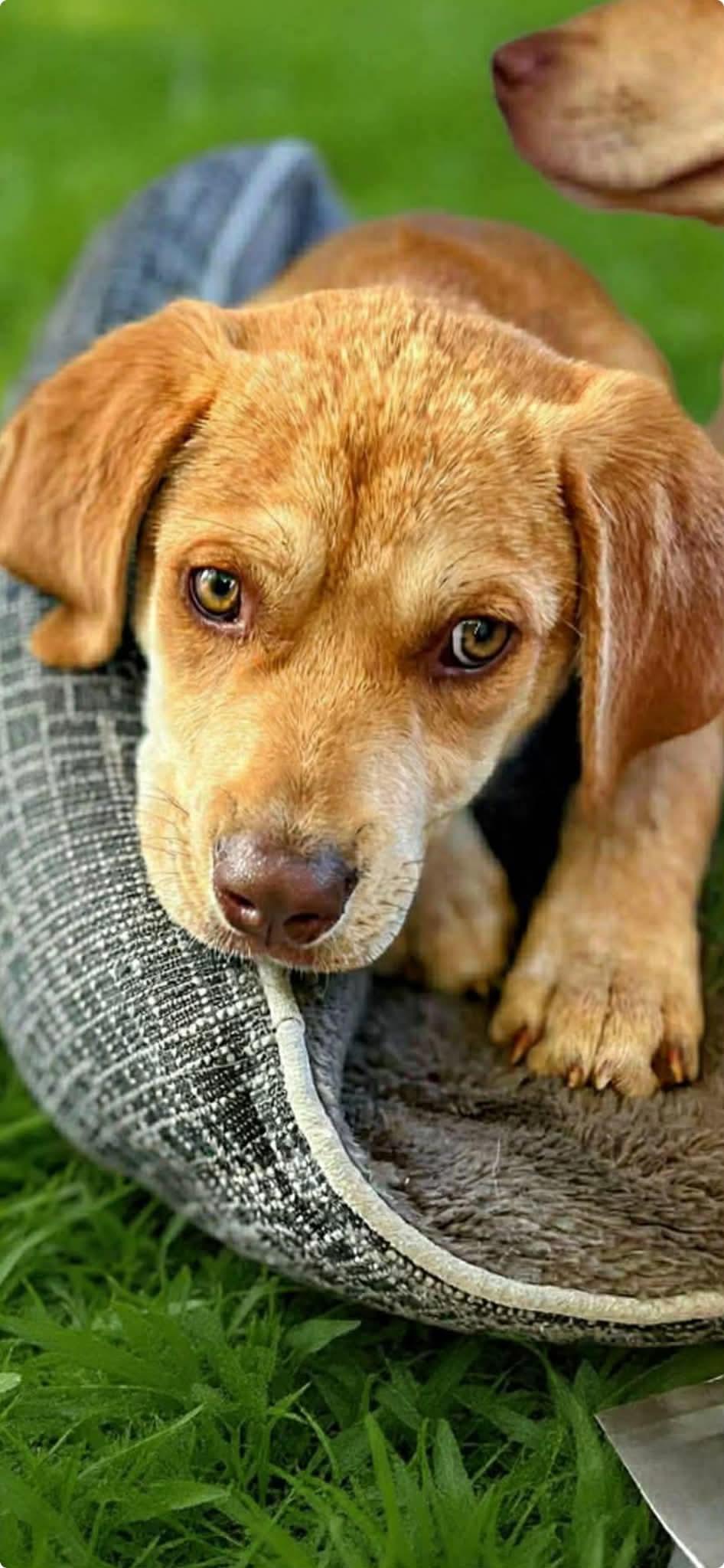 Sandi, ADOPTABLE, Puppy Female Labrador Retriever.