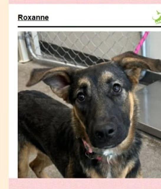 Roxanne, Adoptable, Young Female German Shepherd Dog.