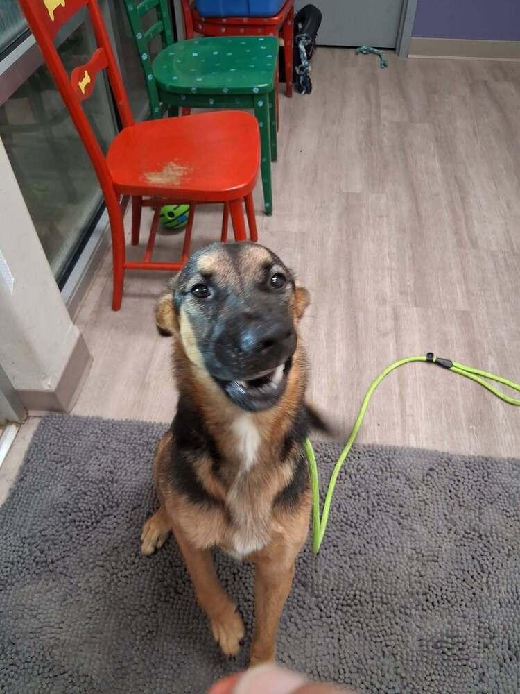 Roxanne, a Adoptable German Shepherd Dog in Suamico, WI image 2/2