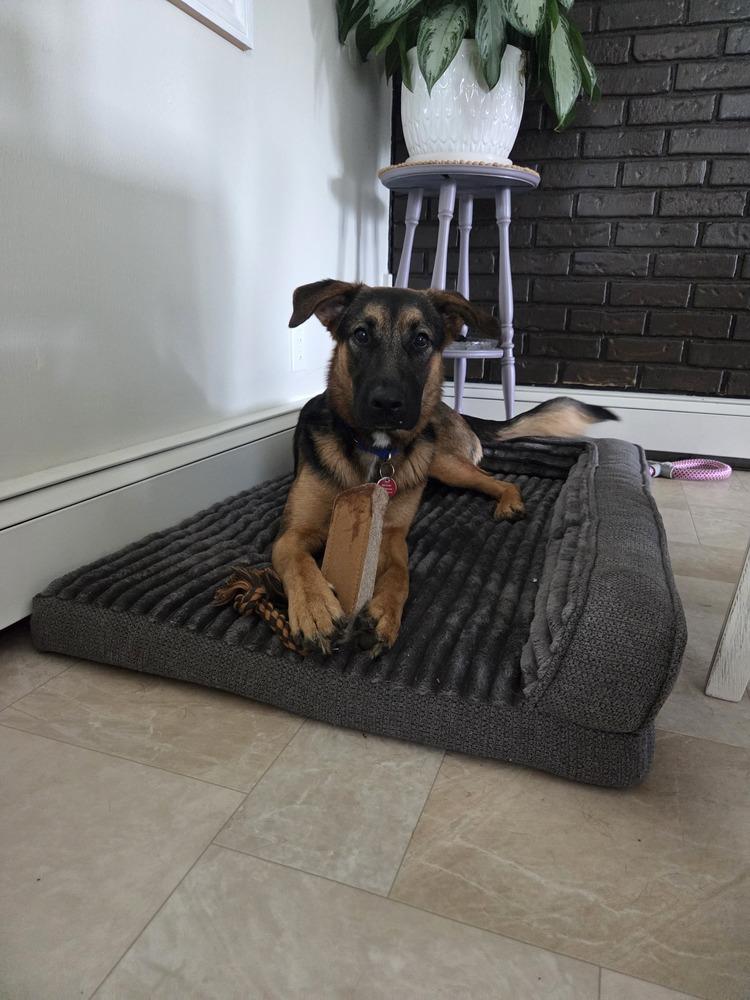 Enlarge Roxanne, a Adoptable German Shepherd Dog in Suamico, WI image 3/4