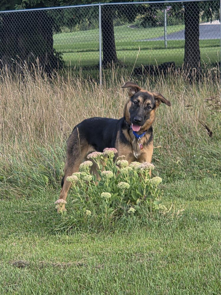 Enlarge Roxanne, a Adoptable German Shepherd Dog in Suamico, WI image 4/4