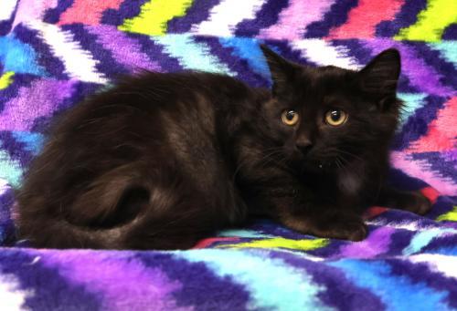 Napal, Adoptable, Young Male Exotic Shorthair.