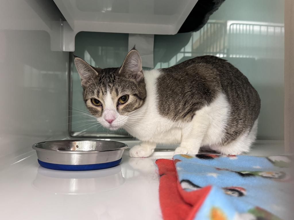 Enlarge Elana, a Adoptable Manx in Saint Paul, MN image 1/3