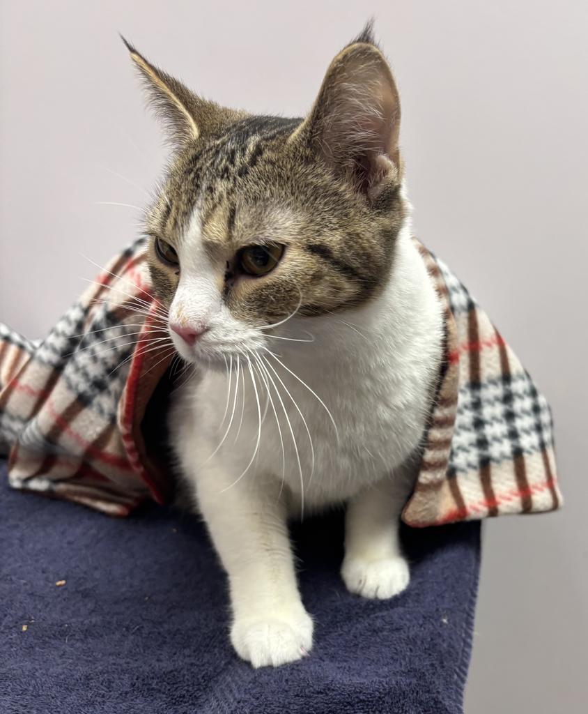Enlarge Elana, a Adoptable Manx in Saint Paul, MN image 2/3