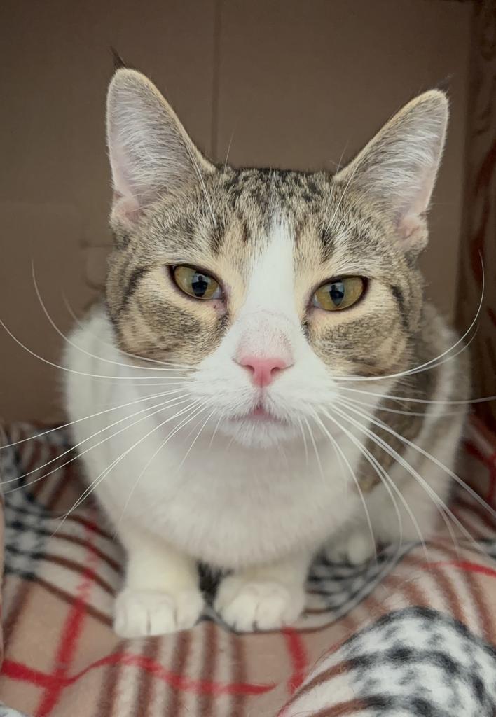 Enlarge Elana, a Adoptable Manx in Saint Paul, MN image 3/3