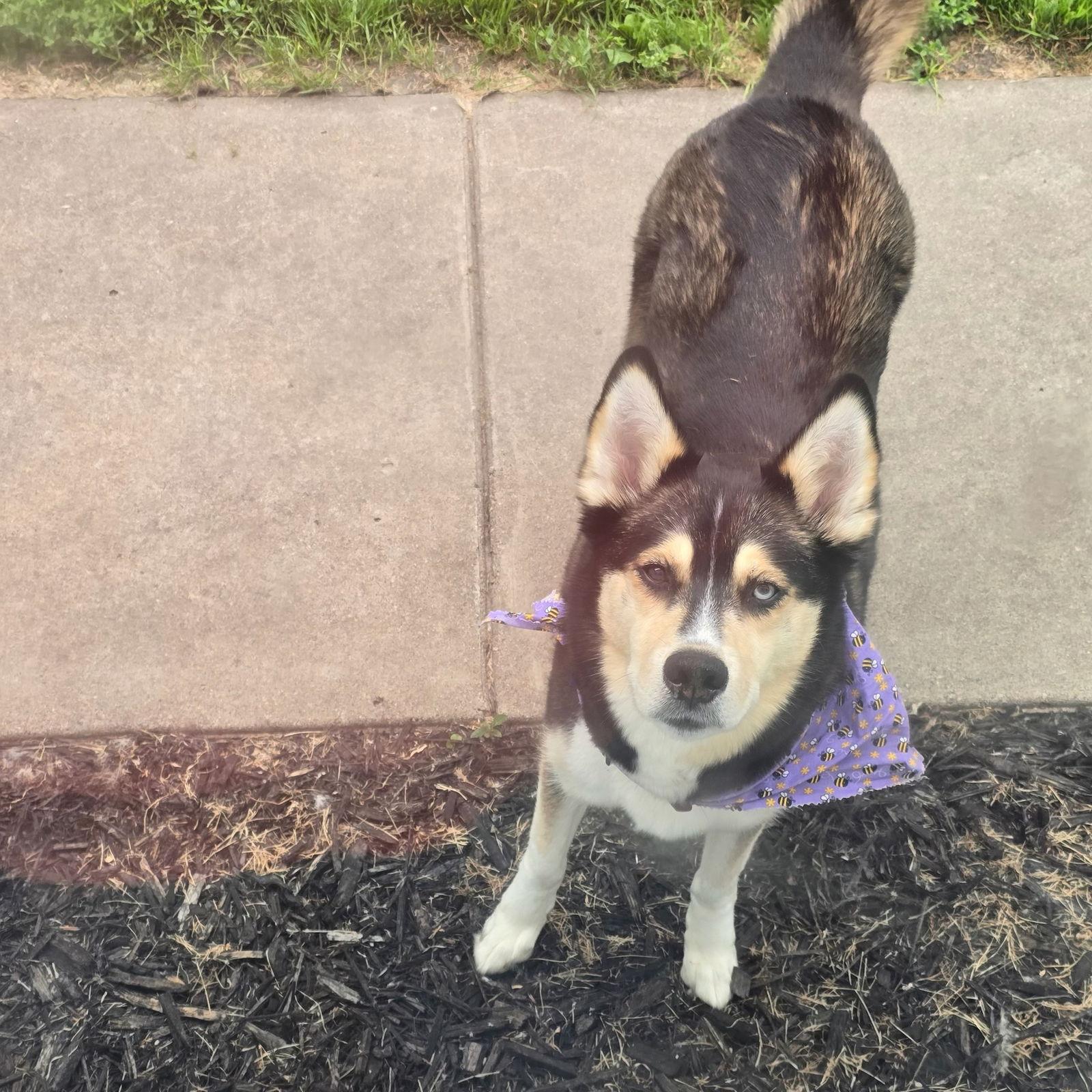 Sally O'Malley, a Adoptable Husky in Fargo, ND image 2/3
