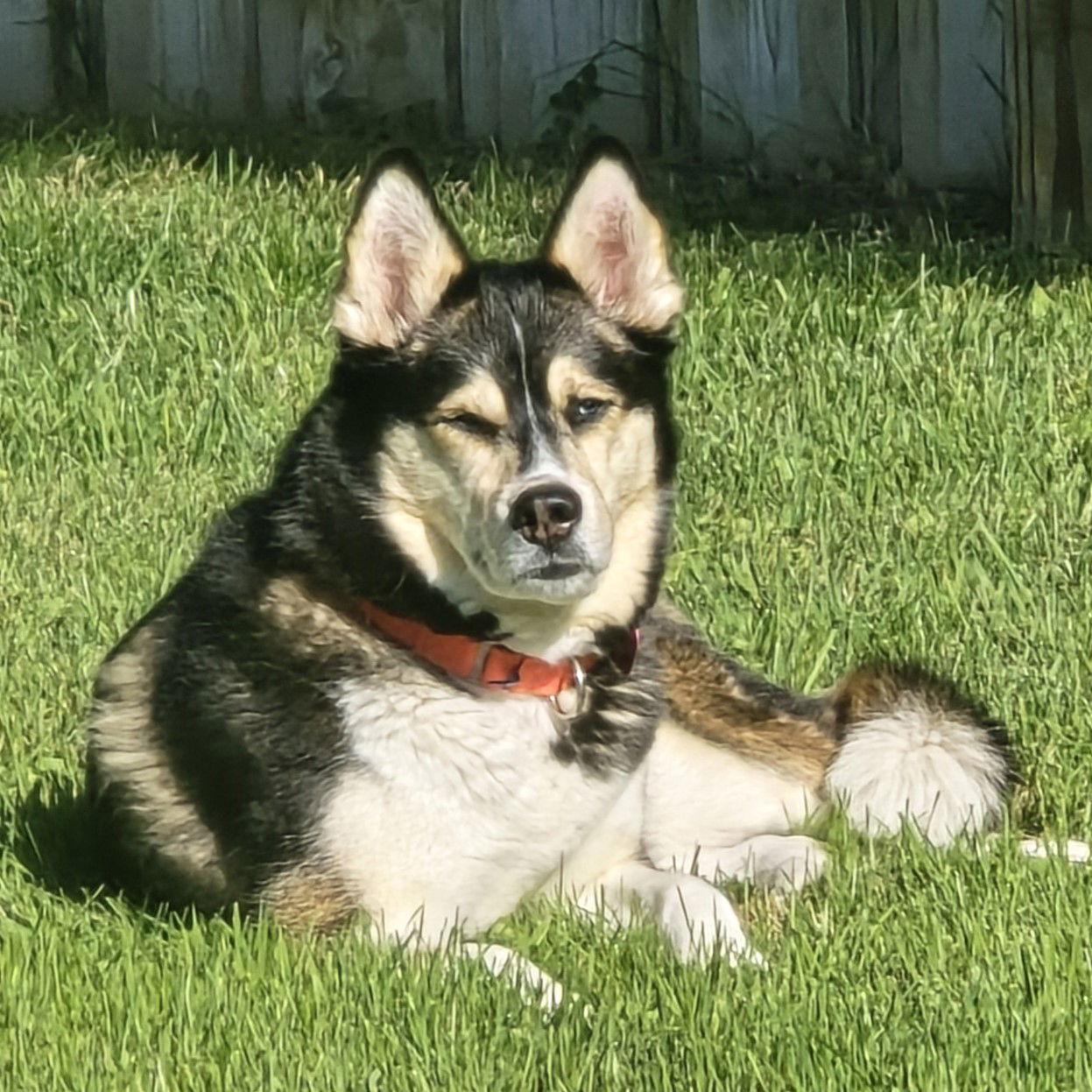 Sally O'Malley, a Adoptable Husky in Fargo, ND image 3/3