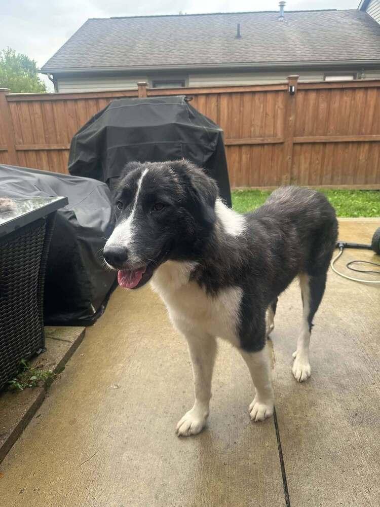 Lulee, Adoptable, Adult Female Great Pyrenees.