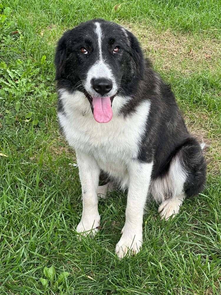 Lulee, a Adoptable Great Pyrenees in New Albany, OH image 2/2