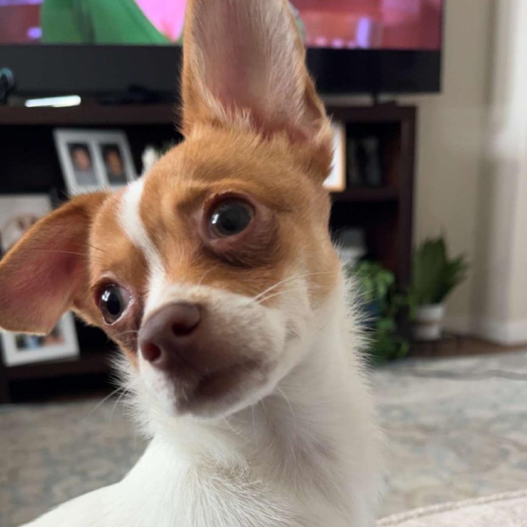Taquito, a Adoptable mixed breed in Ferndale, WA image 1/3