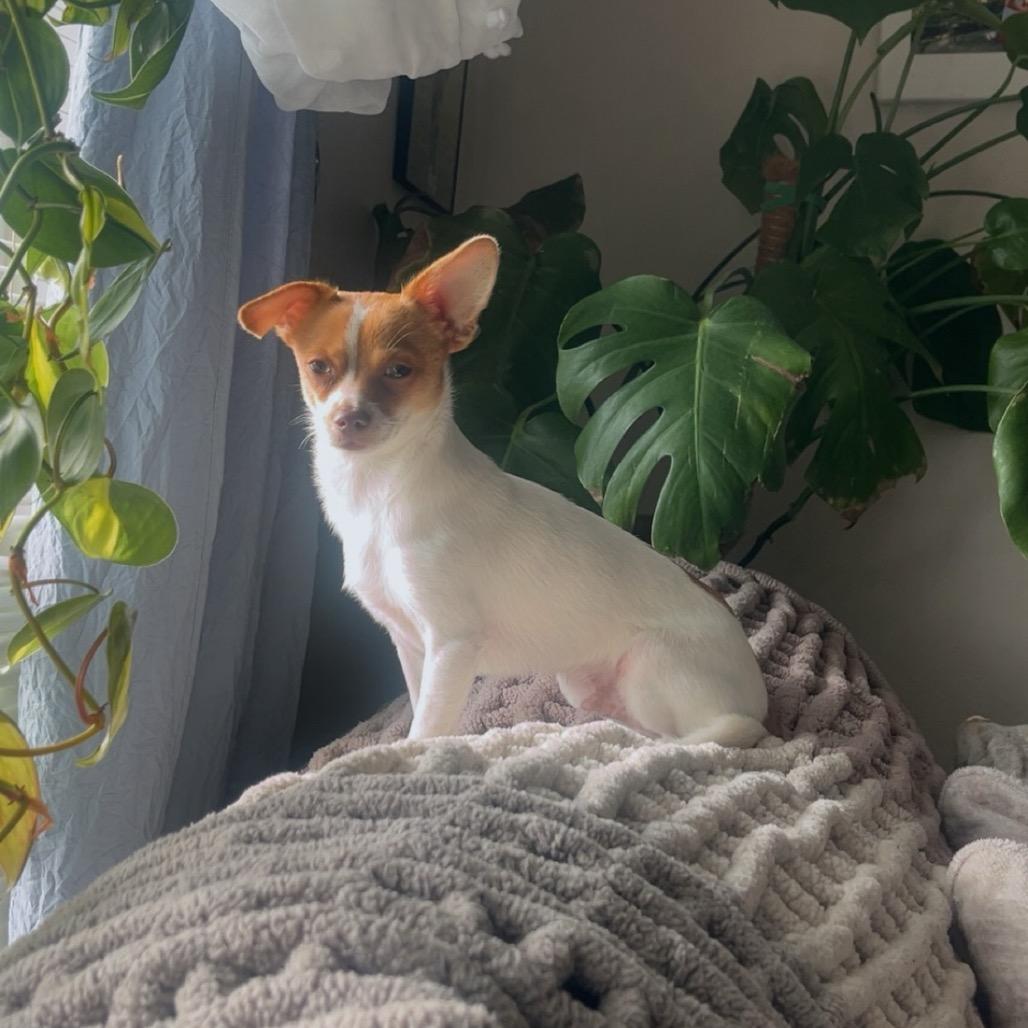 Taquito, a Adoptable mixed breed in Ferndale, WA image 2/3