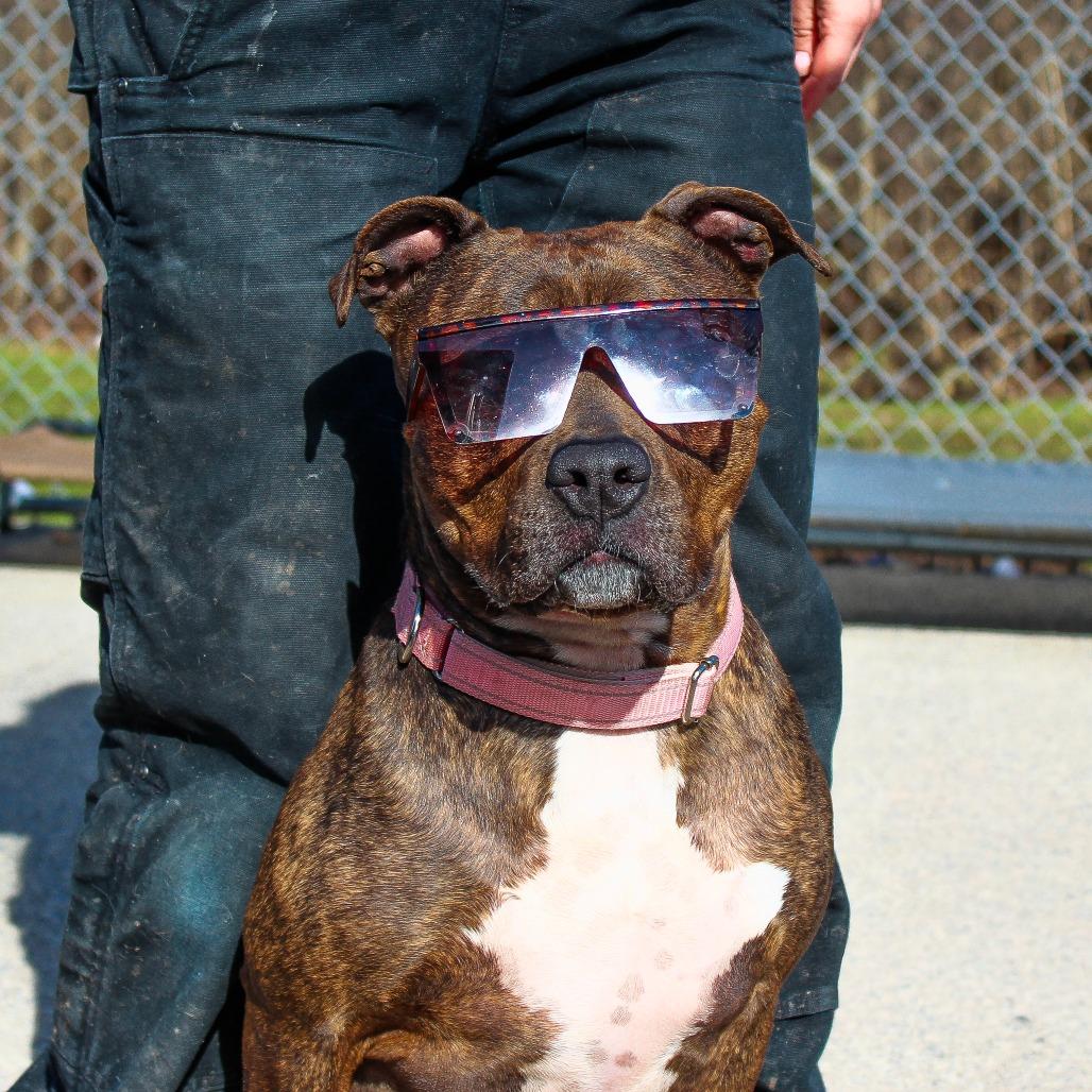 Enlarge Akira 08, a Adoptable mixed breed in Canastota, NY image 1/3