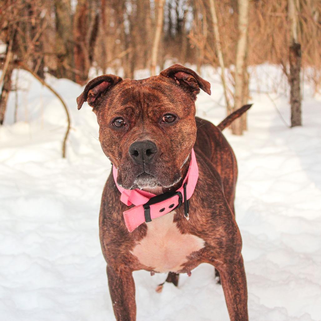 Enlarge Akira 08, a Adoptable mixed breed in Canastota, NY image 1/2