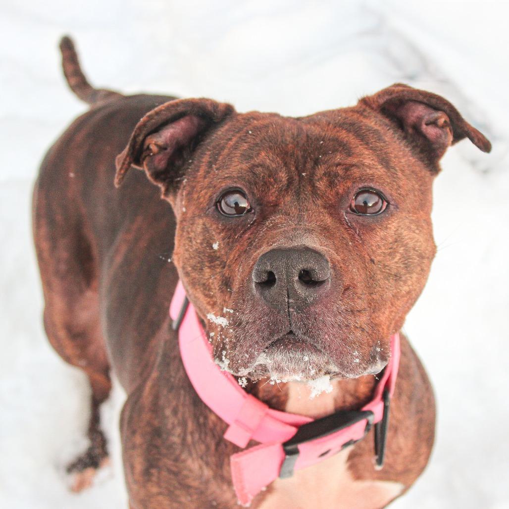 Akira 08, Adoptable, Adult Female American Bulldog & Mixed Breed.