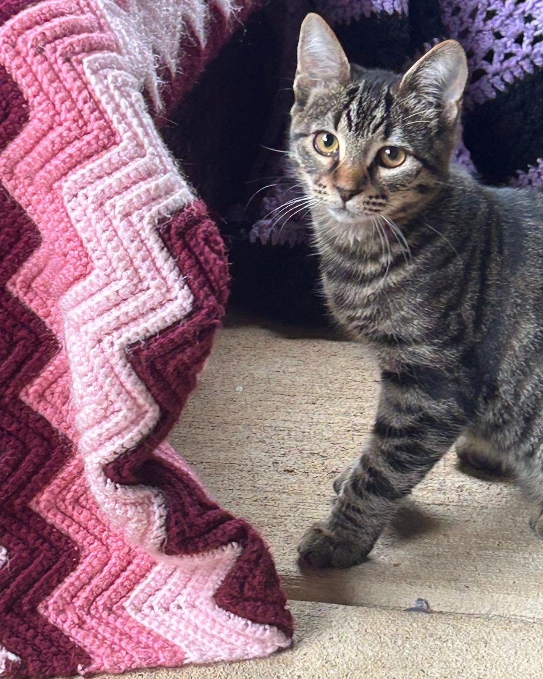 Genesis, Adopted, Young Female Tabby.