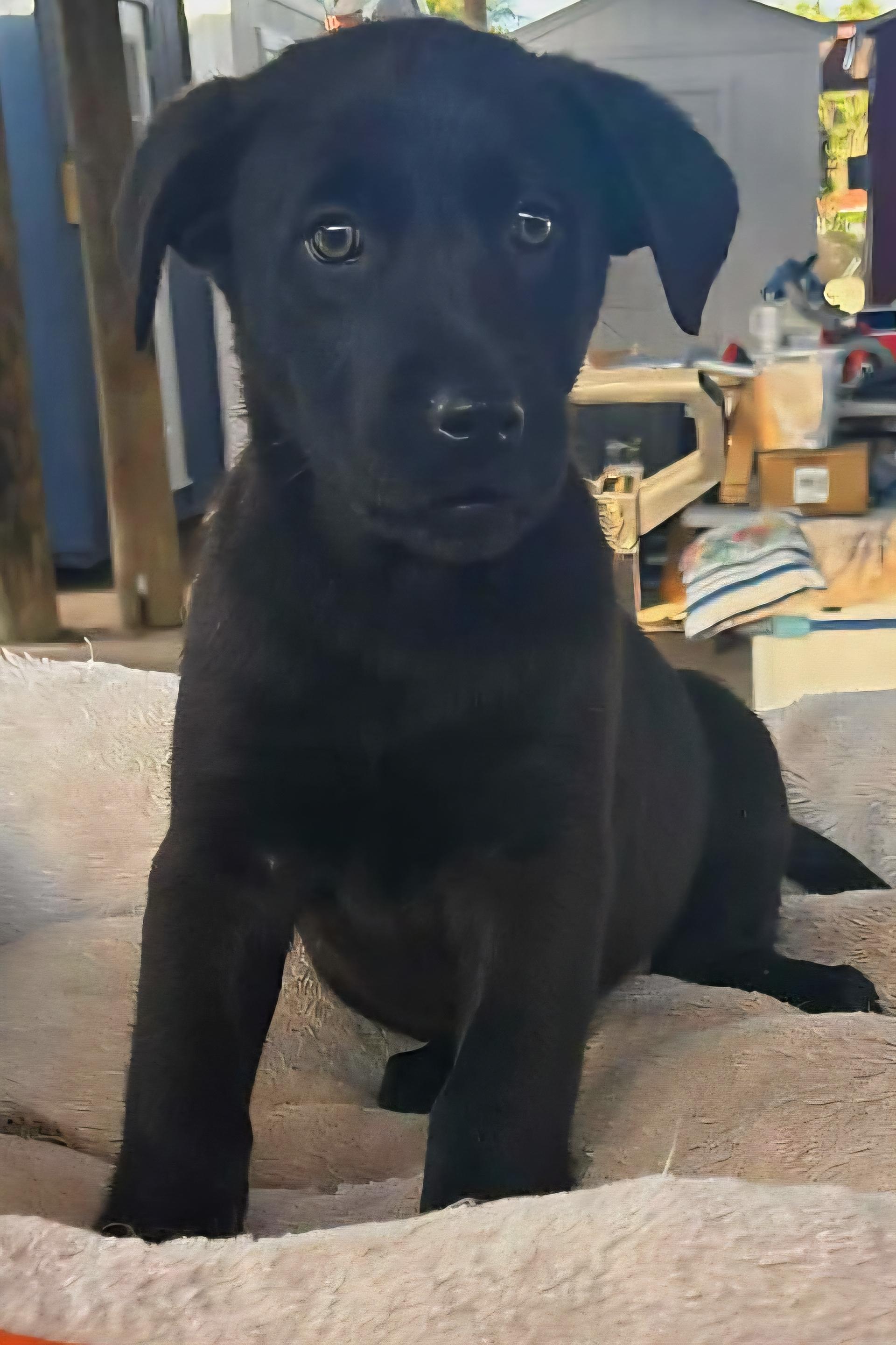 Martha , ADOPTABLE, Puppy Female Labrador Retriever.