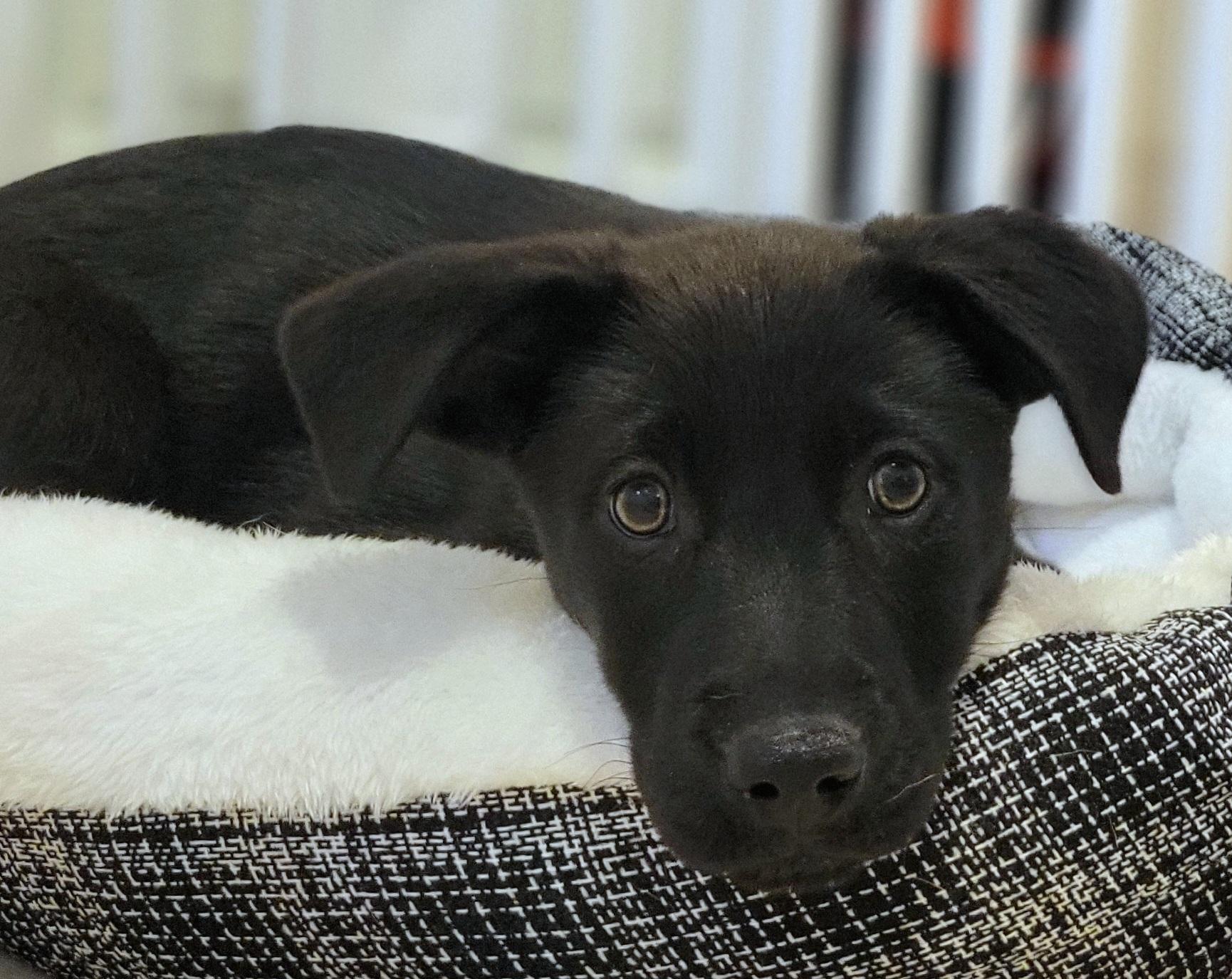 Martha , ADOPTABLE, Puppy Female Labrador Retriever.