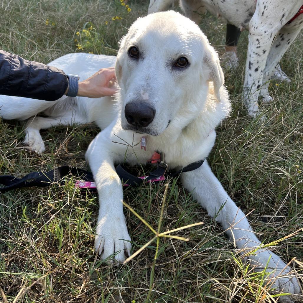Enlarge Blair, a Adoptable mixed breed in Wake Forest, NC image 2/6