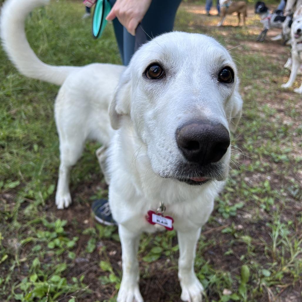 Enlarge Blair, a Adoptable mixed breed in Wake Forest, NC image 3/6