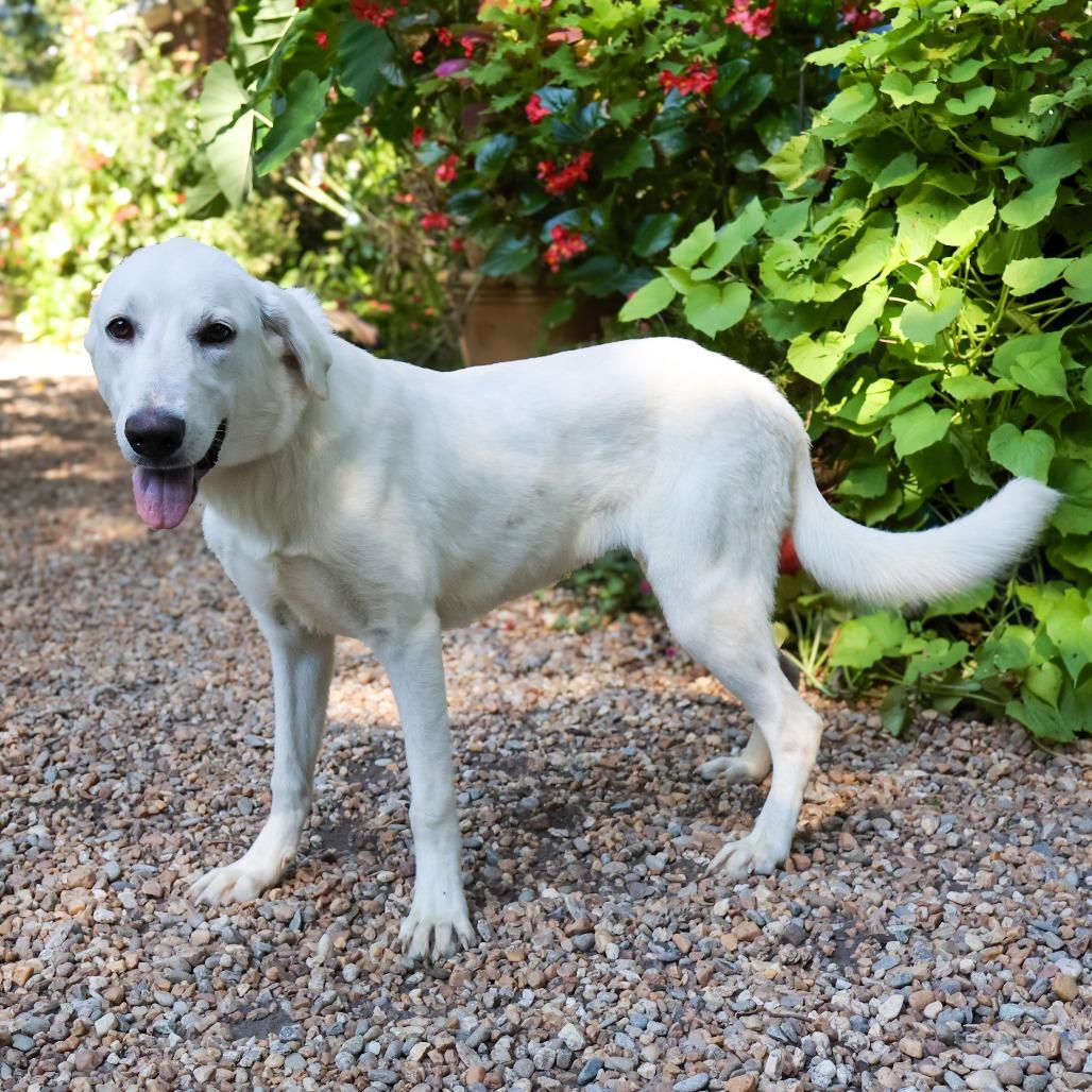 Enlarge Blair, a Adoptable mixed breed in Wake Forest, NC image 5/6
