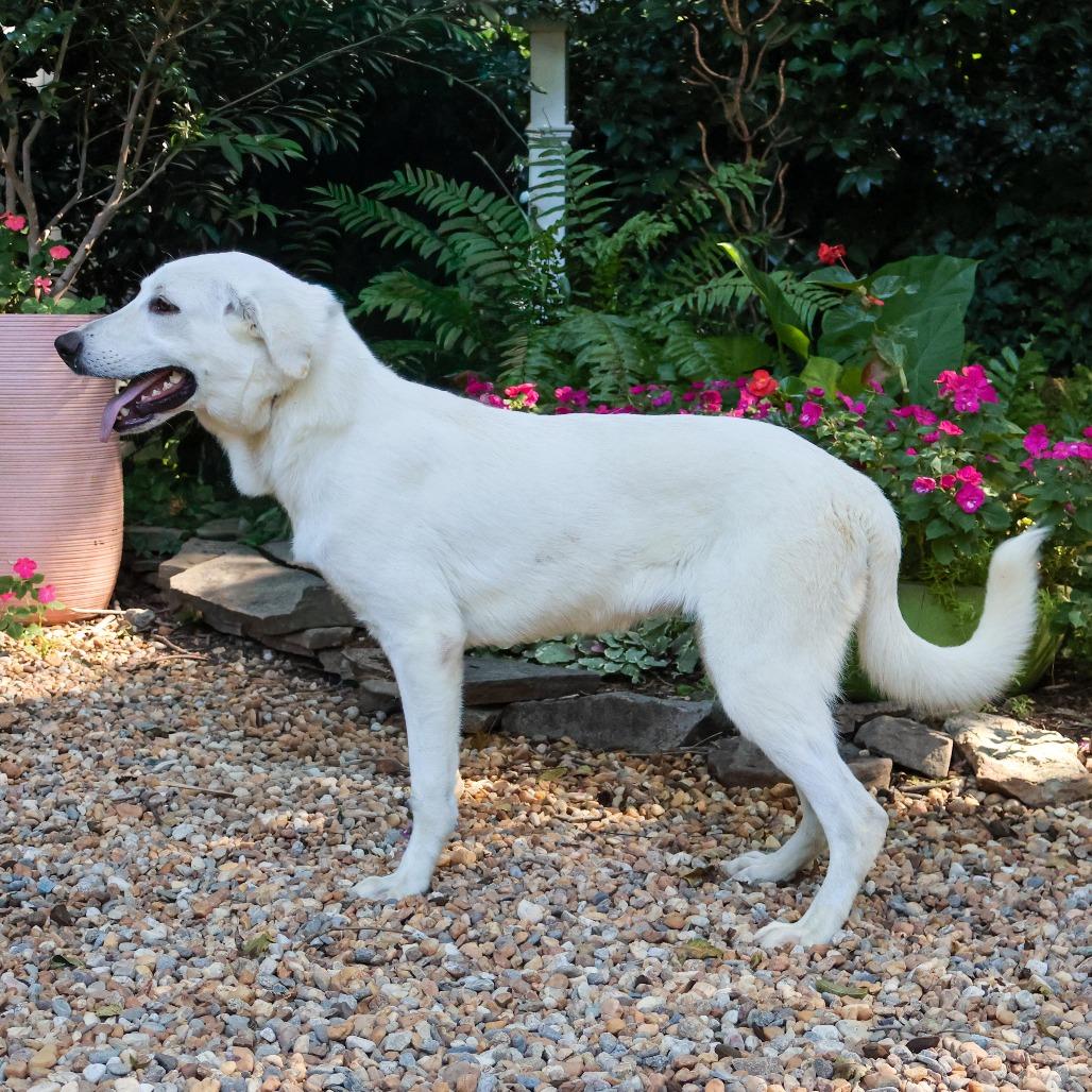 Enlarge Blair, a Adoptable mixed breed in Wake Forest, NC image 6/6