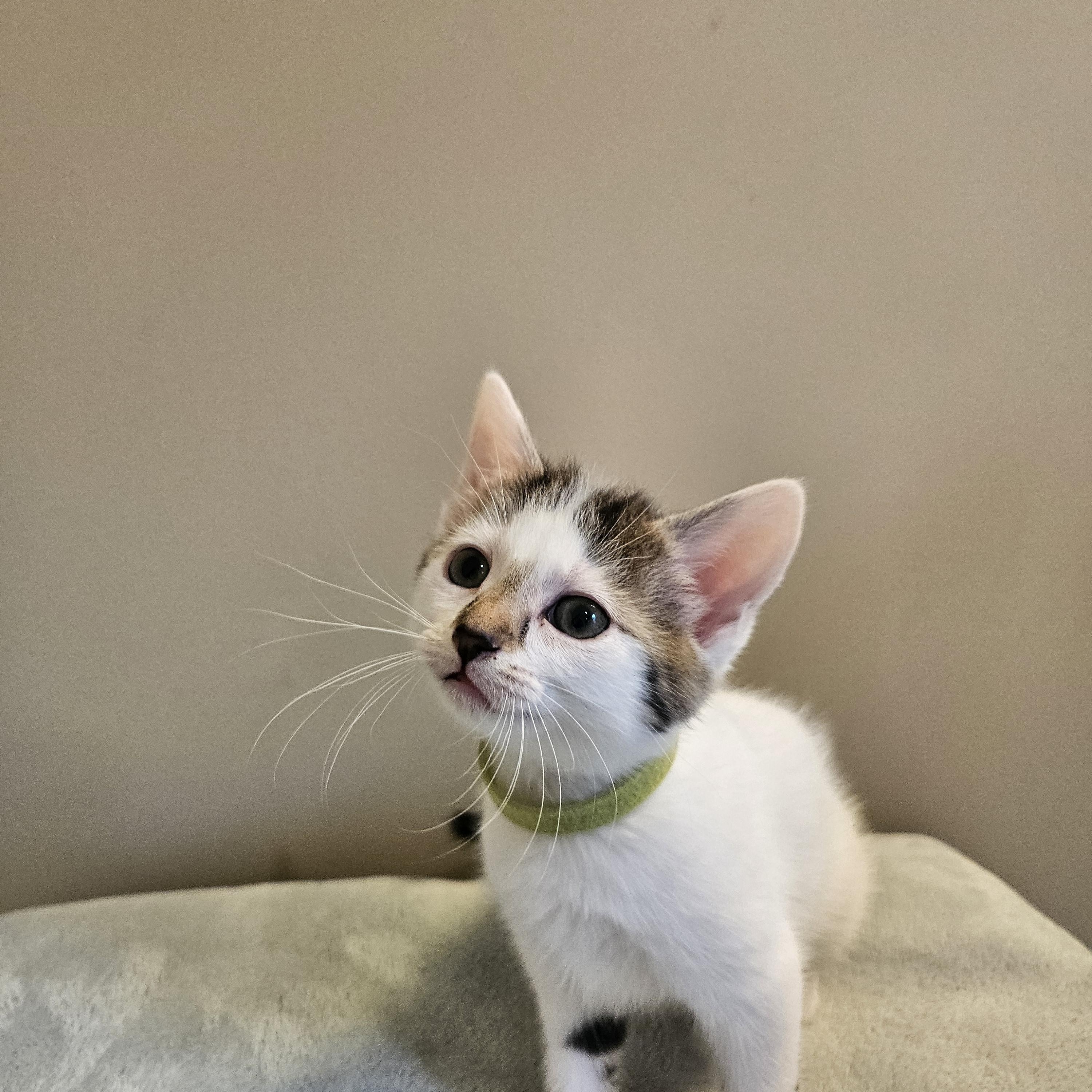 Portia, ADOPTABLE, Young Female Tabby & Domestic Short Hair.