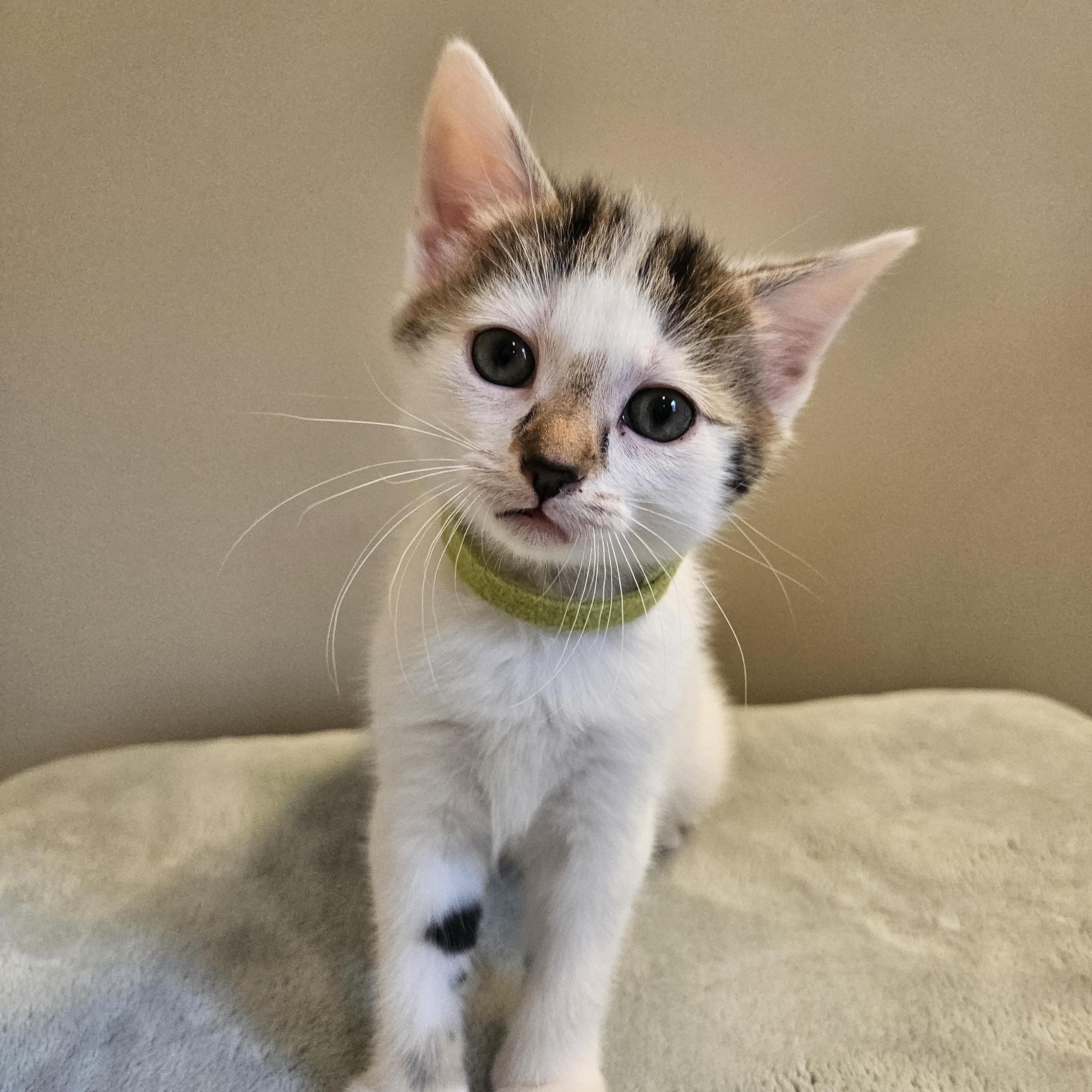 Portia, a ADOPTABLE mixed breed in Waxhaw, NC image 3/5