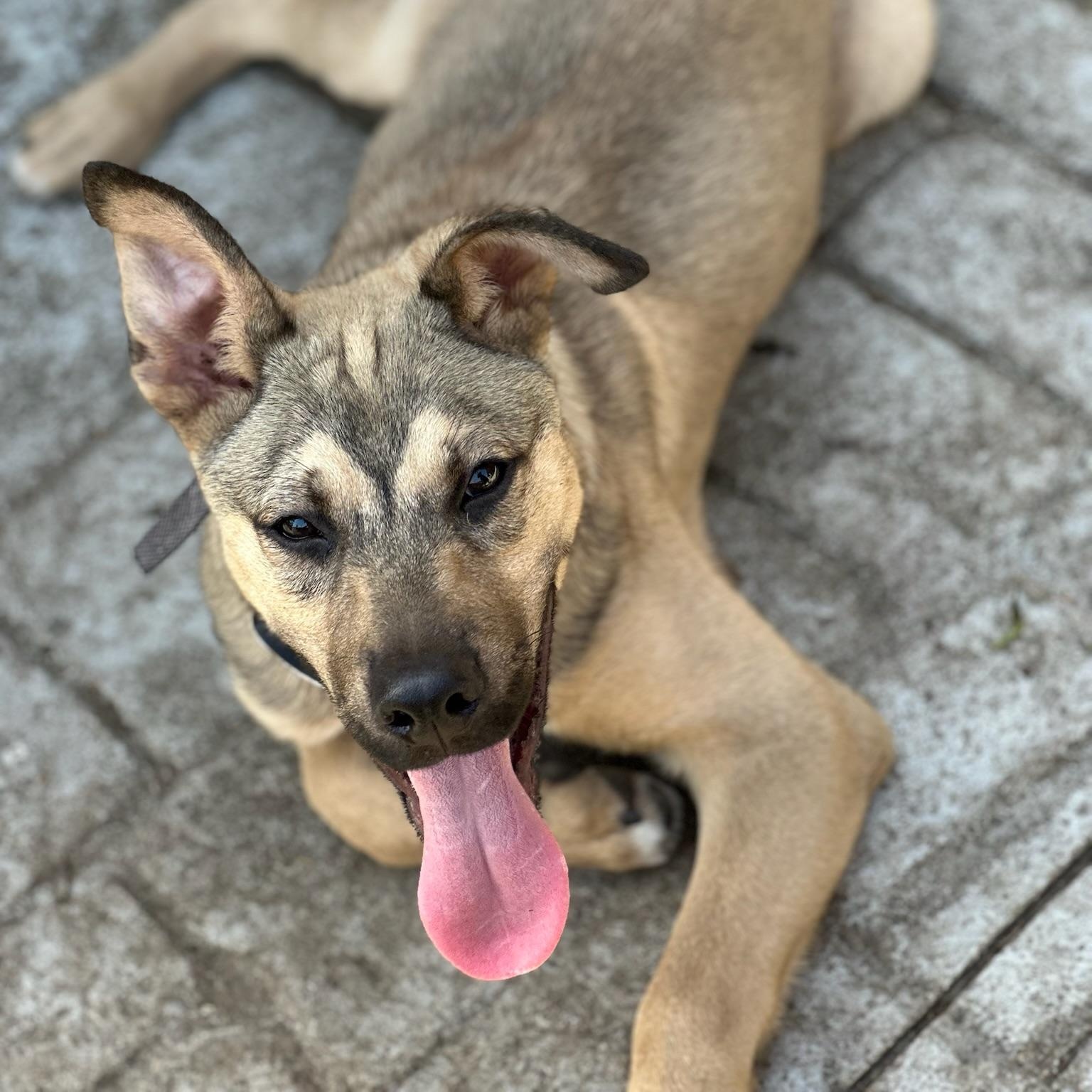 Knox, a Adoptable mixed breed in Savannah, GA image 6/6